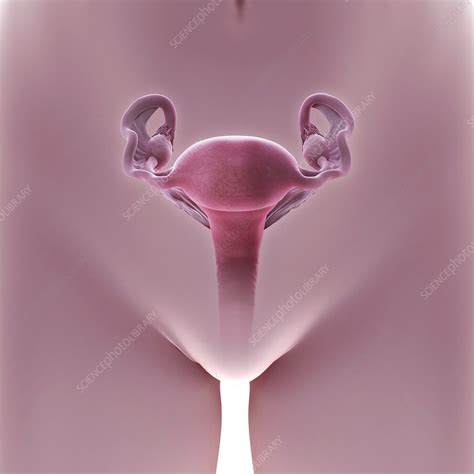 Female Reproductive System Artwork Stock Image C020 6485 Science