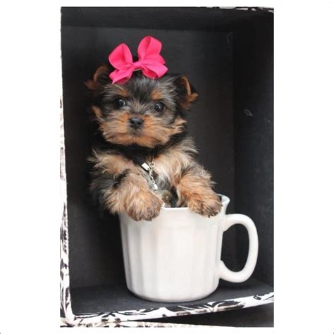 Has kennel cough, mucus in lungs the place puppy boutique doesn't wanna give me papers or doctors there. Pin by Puppy Boutique Store Reviews teacup puppies store ...