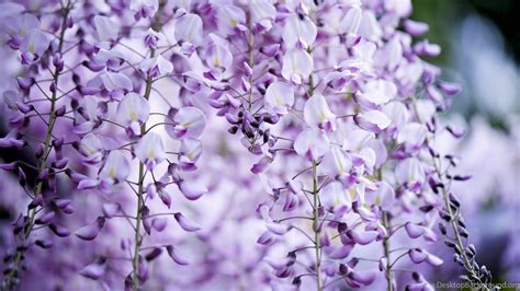 22 coupons and 3 deals which offer up to 75% off , $30 off , free shipping and extra discount, make sure to use wisteria promo code & deal last updated on december 4, 2020. 605D56 Color Wallpapers: Wisteria Pink Skin Purple Flower ...