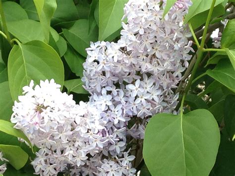 We Have A Huge Lilac Bush On The Edge Of Our Side Yard This Was Taken
