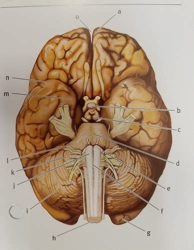 Brain Anatomy Inferior View Flashcards Quizlet