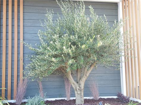 Fruitless Olive Tree Care Learn About Growing Fruitless Olive Trees