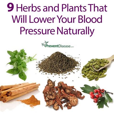 9 Herbs And Plants That Will Lower Your Blood Pressure Naturally