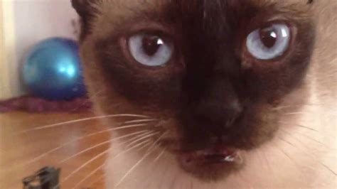 Meet Mika The Siamese Cat Who Always Complains Youtube