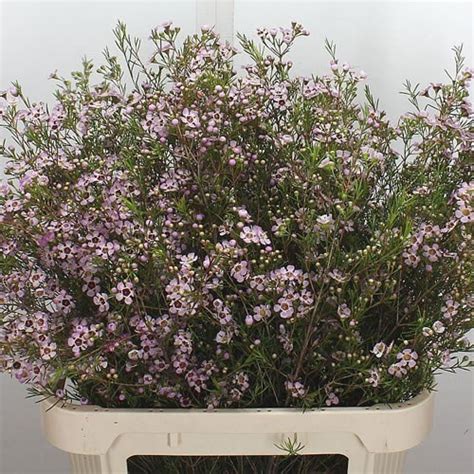 Waxflower Early Nir 80cm Chamelaucium Wholesale Dutch Flowers