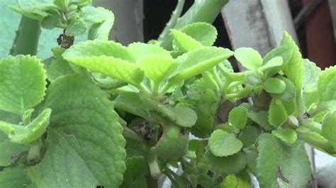 Herbal Plant Karpooravalli Youtube