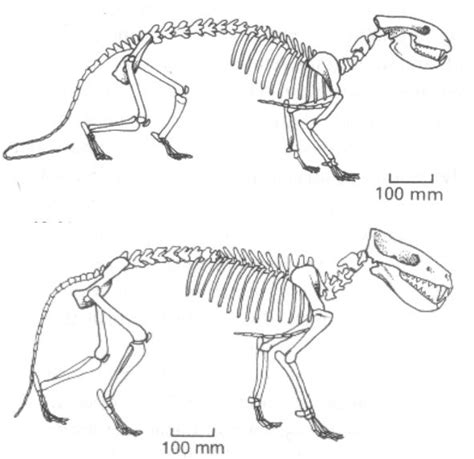 Fossiloxyaena The Fossil Skeletons Of Creodonts Oxyaena Top And