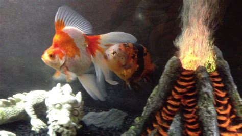 55 Gallon Fancy Goldfish Aquarium Youtube