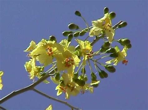 We did not find results for: PUEBLO GRANDE MUSEUM BLOG: What's That Green Tree?