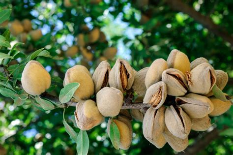 Siliconeer California Almonds Bloom After Going Nuts Due To Drought