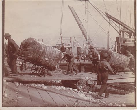 Black Longshoremen Unloading Cotton Bales From A Steamboat Ca 1900