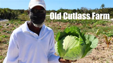 Hes Farming 6 Acres Nearly Single Handedly At 61 Old Cutlass Farm North Eleuthera Youtube