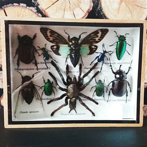 Insect Display Case Taxidermy Entomology By Chupacabrauk On Etsy