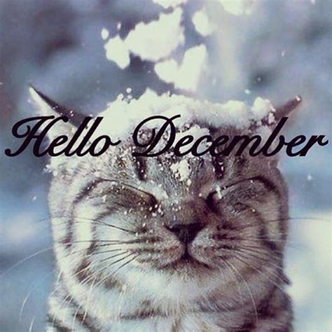 Hello December Cute Cat In The Snow December December Quotes Hello