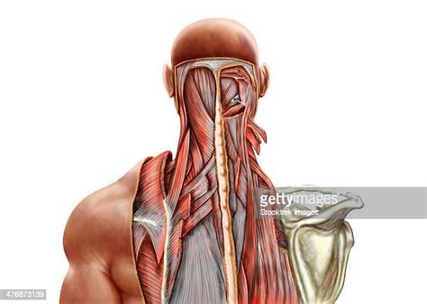 Some important structures contained in or passing through the neck include the seven cervical vertebrae and enclosed spinal cord, the jugular veins and carotid arteries, part of the esophagus, the larynx. Top Splenius Cervicis Stock Illustrations, Clip art ...
