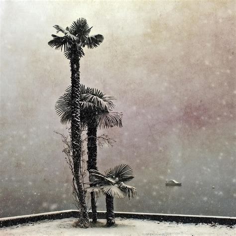 Palm Trees In Snow Photograph By Joana Kruse