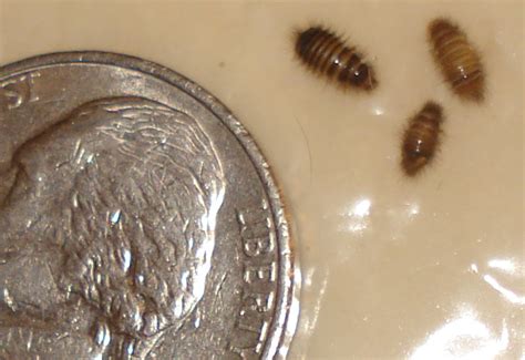 Bed Bug Hysteria Leads To Misidentified Carpet Beetle Larvae Whats