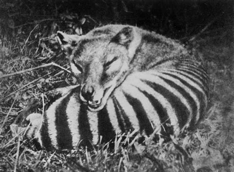 The Last Known Photographs Of The Now Extinct Thylacine Known As The