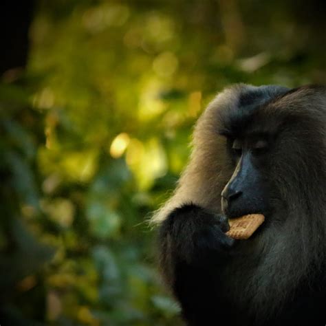 Lion Tailed Macaques Found Begging For Food In Agumbe Ghats Green Minute