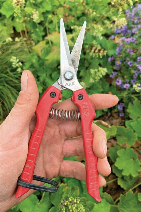 Harvest Cut Flowers With These Floral Shears Finegardening