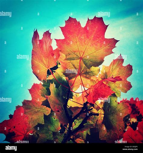 Hojas De Colores Fotos E Imágenes De Stock Alamy