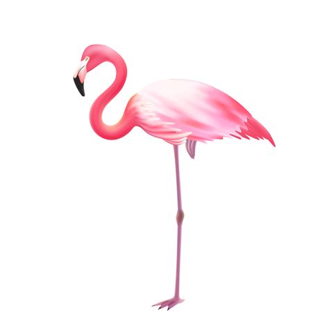 Pink Flamingo One Leg Realistic Icon 476928 Vector Art At Vecteezy