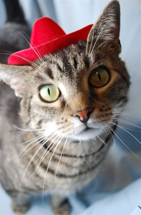 Red Cowboy Cat Cute Cats In Hats Cute Cats Funny Cat
