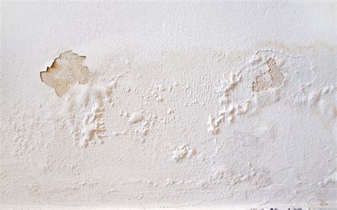 10 Major Reasons Why Your Wall Paint Is Peeling Off According To The
