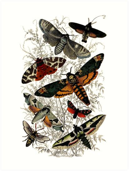 Victorian Moth Insects Illustration Art Print By Oliverkite In 2021