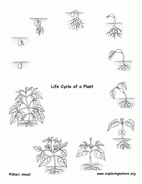 Plant Cycle Coloring Page
