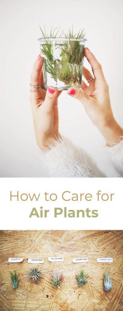 Become one of my awesome subscribers. How to Care for Air Plants - A Beautiful Mess