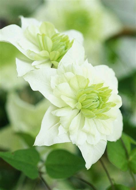 Maybe you would like to learn more about one of these? Pin by Flowers In Heart on Clematis Flowers | White ...