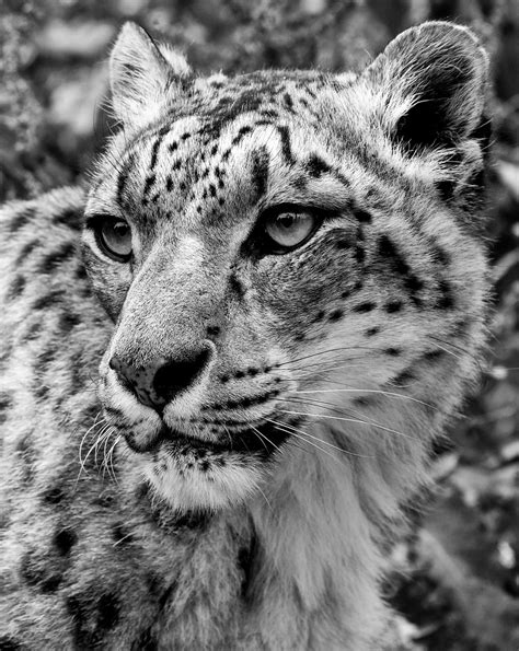 Tara Snow Leopard Santago Rare Leopard Project Snow Leop Flickr