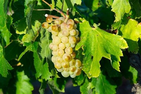Grenache Blanc Grape Variety And Wine Profile Taste And Food Pairings