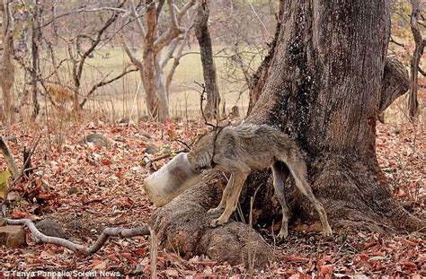 More images for plastic containers stuck together » Malnourished wolf rescued after getting head stuck in a ...