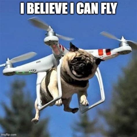 Flying Pug Imgflip