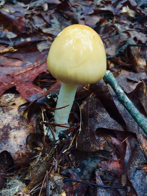 Most mushrooms should be kept in dark and cold places, but it should not. Yellow mushrooms | Yellow mushroom, Stuffed mushrooms, Decor