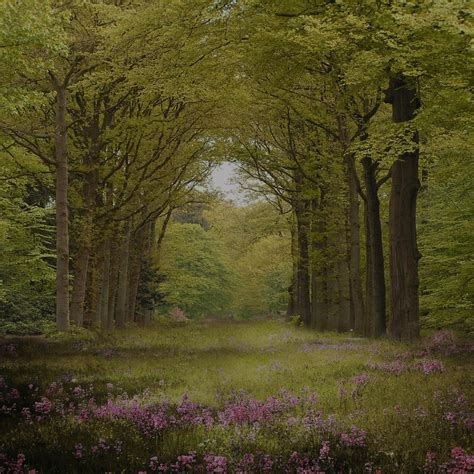 Enchanted Forest 2 Premade Background By Virgolinedancer1 On Deviantart