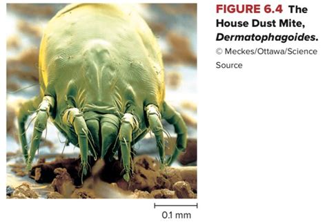 What Are The Differences And Similarities Between Bed Bugs And Dust