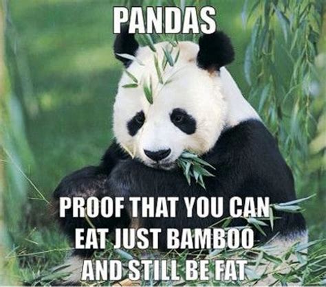 84 Mad Panda Memes Funny Memes