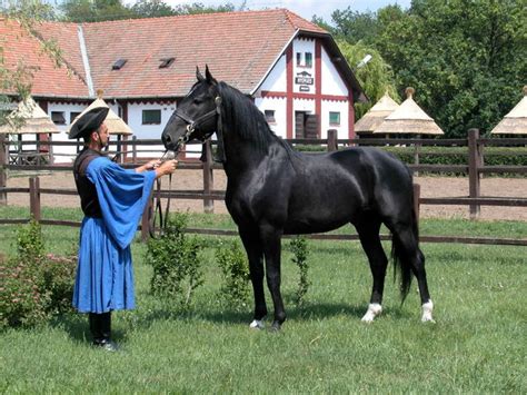 Romanian Sporthorse Horse Info Origin History Pictures