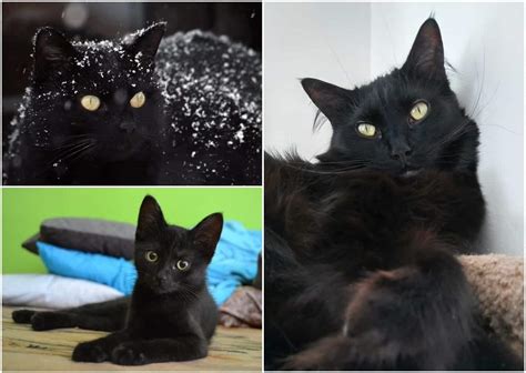 5 Fun Facts About Black Cats Cole And Marmalade
