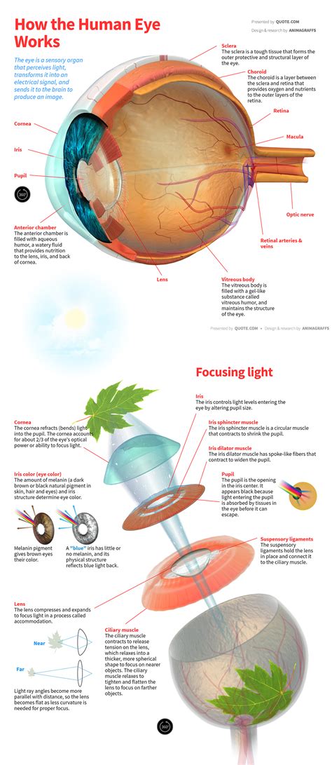 How The Human Eye Works