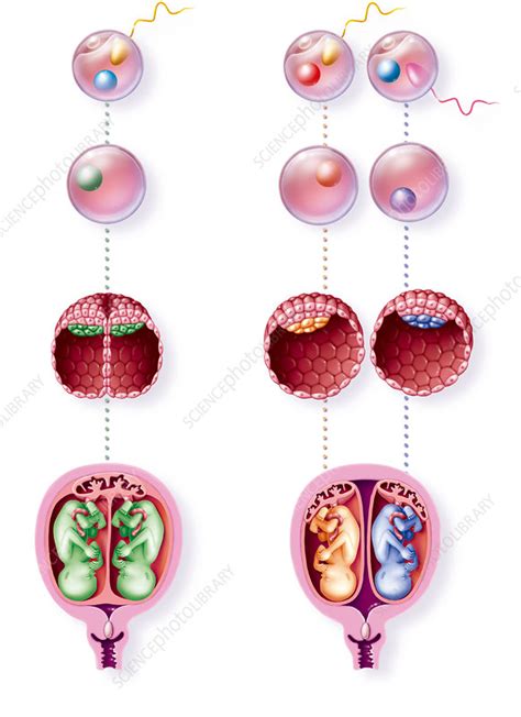 development of twins artwork stock image c010 7494 science photo library