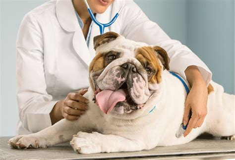 All types of people with varying needs. Banfield Pet Hospital: Veterinary Health Clinic | PetSmart