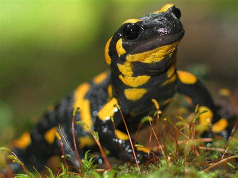 IMÁGENES Y FOTOS DE ANIMALES: Salamandra