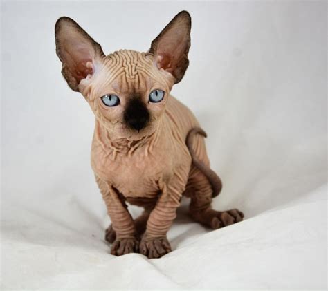 He is 4 years old and weighs 10 pounds. Sphynx Cats For Sale | Charlotte, NC #288146 | Petzlover