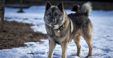 Norwegian Elkhound Dog Breed Information Breed Advisor