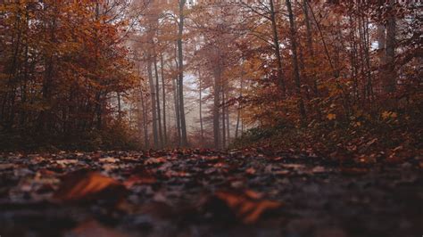 Download Wallpaper 2048x1152 Forest Fog Autumn Nature
