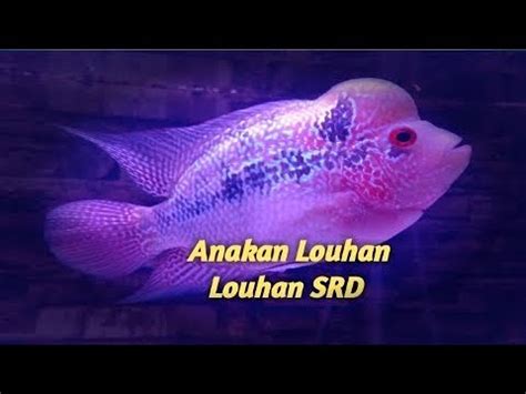Membentuk mental anakan louhan cencu. Anakan Ikan Louhan SRD! Baru 4 Bulan Udah Berjenong!? | # ...